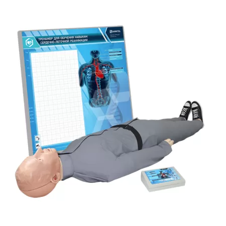 Тренажер-манекен взрослого пострадавшего для отработки приемов сердечно-легочной реанимации с контроллером и настенным табло Александр М-08, артикул М4000 Тренажер-манекен взрослого пострадавшего для отработки приемов сердечно-легочной реанимации с контроллером и настенным табло Александр М-08, артикул М4000